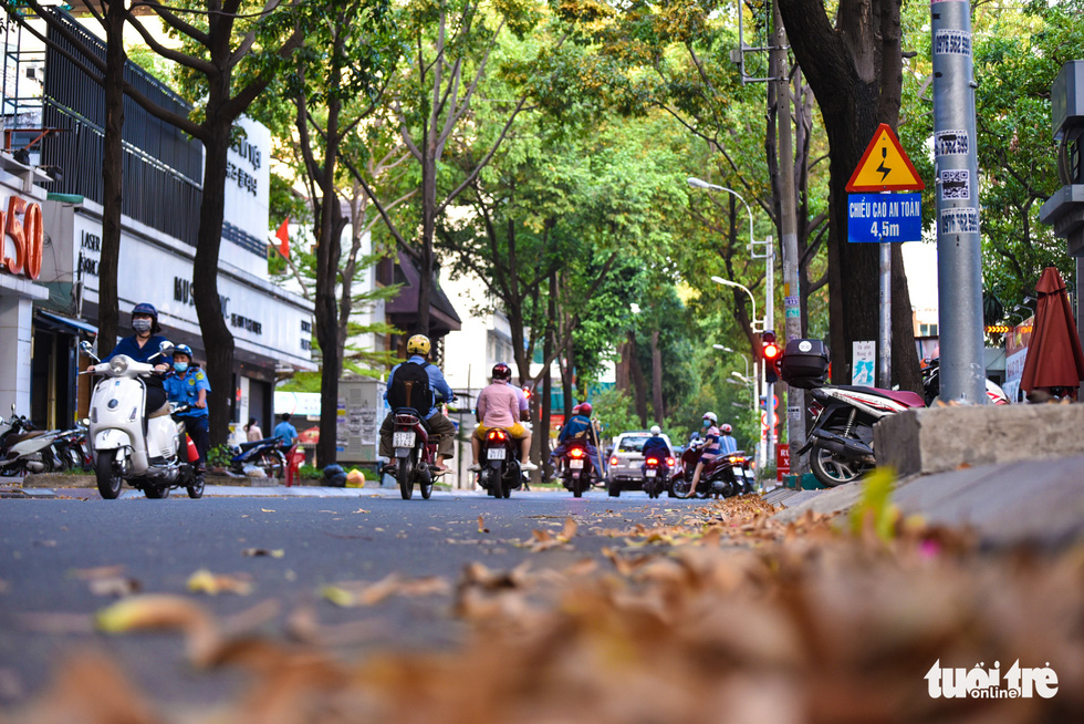 Fallen cho nau seeds on a street in Ho Chi Minh City. Photo: Ngoc Phuong / Tuoi Tre