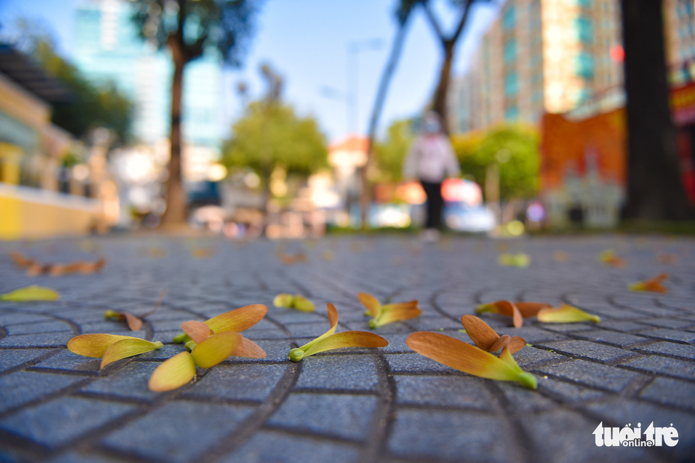 Cho nau seeds cover a sidewalk in Ho Chi Minh City’s District 1. Photo: Ngoc Phuong / Tuoi Tre