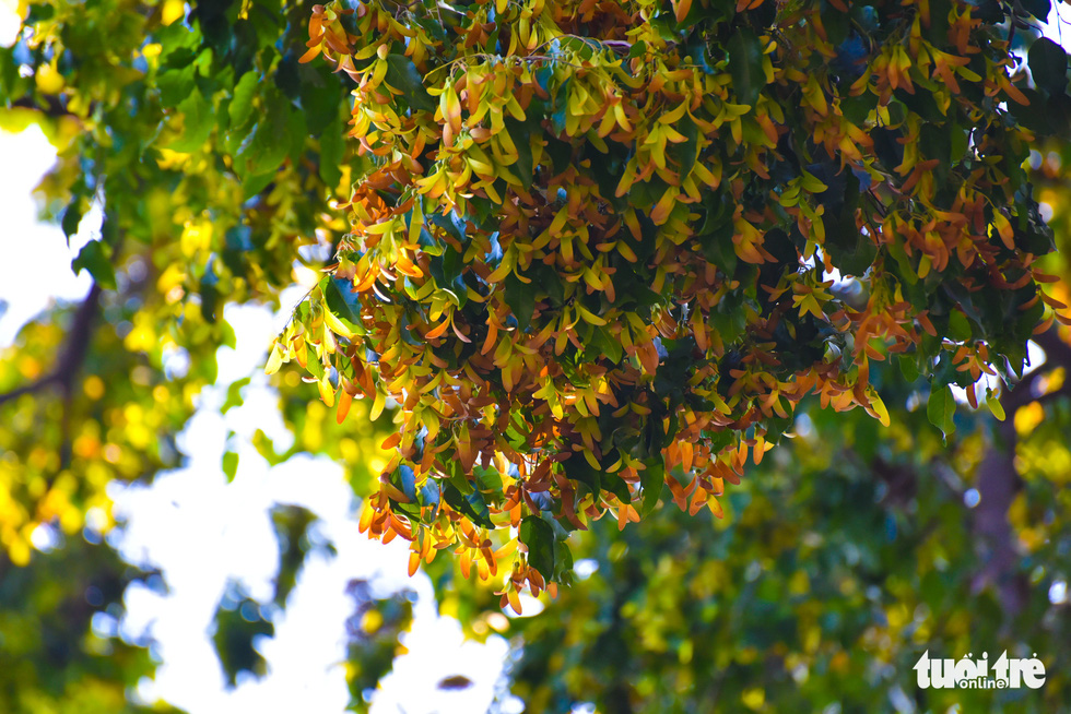 Cho nau (Dipterocarpus retusus) seeds on a tree on Saigon street. Photo: Ngoc Phuong / Tuoi Tre