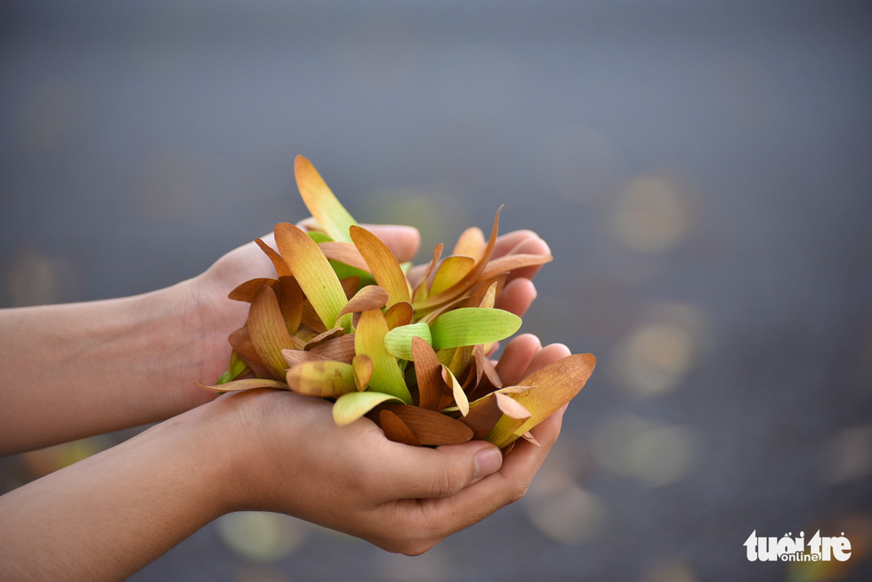 The ‘wings’ on cho nau seeds allow them to gently twirl to the ground. Photo: Ngoc Phuong / Tuoi Tre