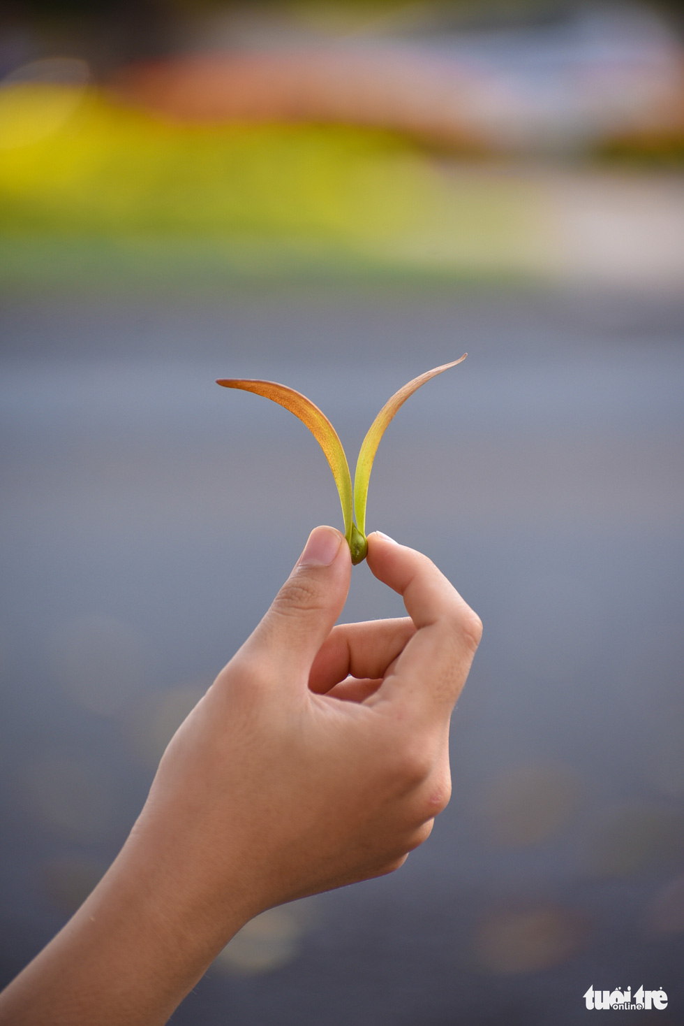 The ‘wings’ on cho nau seeds allow them to gently twirl to the ground. Photo: Ngoc Phuong / Tuoi Tre