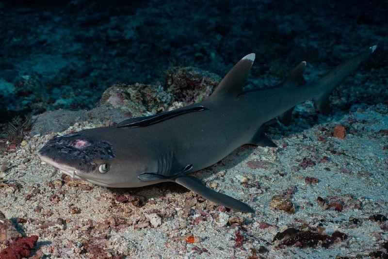 A whitetip reef shark with white spots and lesions, said by marine biologists could be linked to rising sea temperatures, lies on the seabed off the coast of Sipadan Island, Malaysia in this picture obtained from social media. JASON ISLEY/SCUBAZOO/via Reuters
