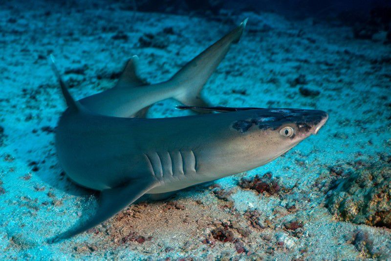 A whitetip reef shark with white spots and lesions, said by marine biologists could be linked to rising sea temperatures, lies on the seabed off the coast of Sipadan Island, Malaysia in this picture obtained from social media. JASON ISLEY/SCUBAZOO/via Reuters
