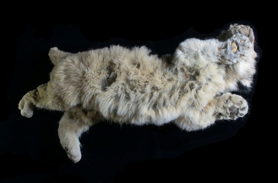 A cave lion cub named Boris, which was found preserved in Siberia's permafrost, is seen in this undated photo taken in 2020, in Yakutsk, Russia. Photo: Reuters
