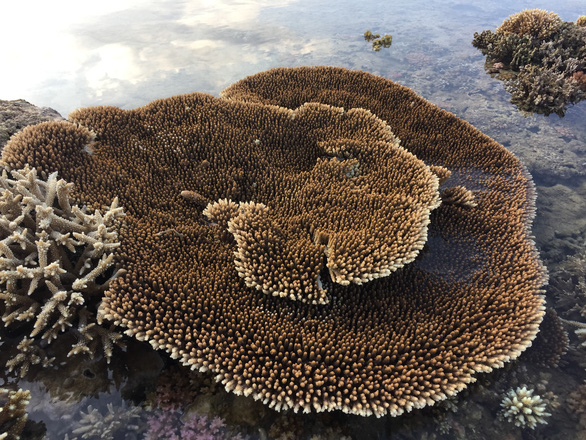 A coral patch at Nui Chua National Park in Ninh Thuan Province, Vietnam. Photo courtesy of the Nui Chua National Park Management Board.