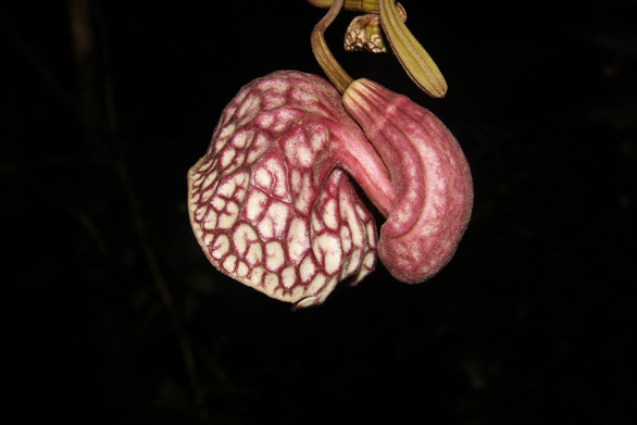 Isotrema nuichuaense, a rare plant species at Nui Chua National Park in Ninh Thuan Province, Vietnam. Photo courtesy of the Nui Chua National Park Management Board.