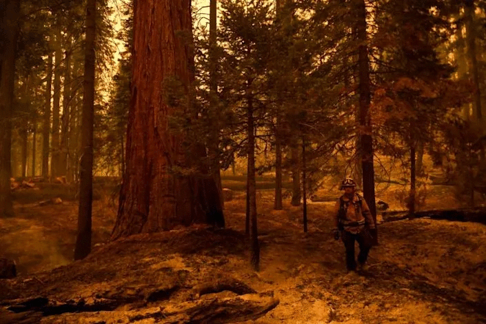 Sequoias can survive - and even thrive - in low-level fires, using the heat to open their cones and spread their seeds, but can be killed in the hotter, faster fires that are gripping California. Photo: AFP