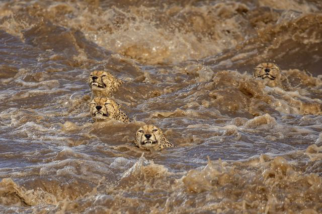 Photographer Buddhilini de Soyza from Australia win first prize in the 'Wildlife' category. Photo: Buddhilini de Soyza