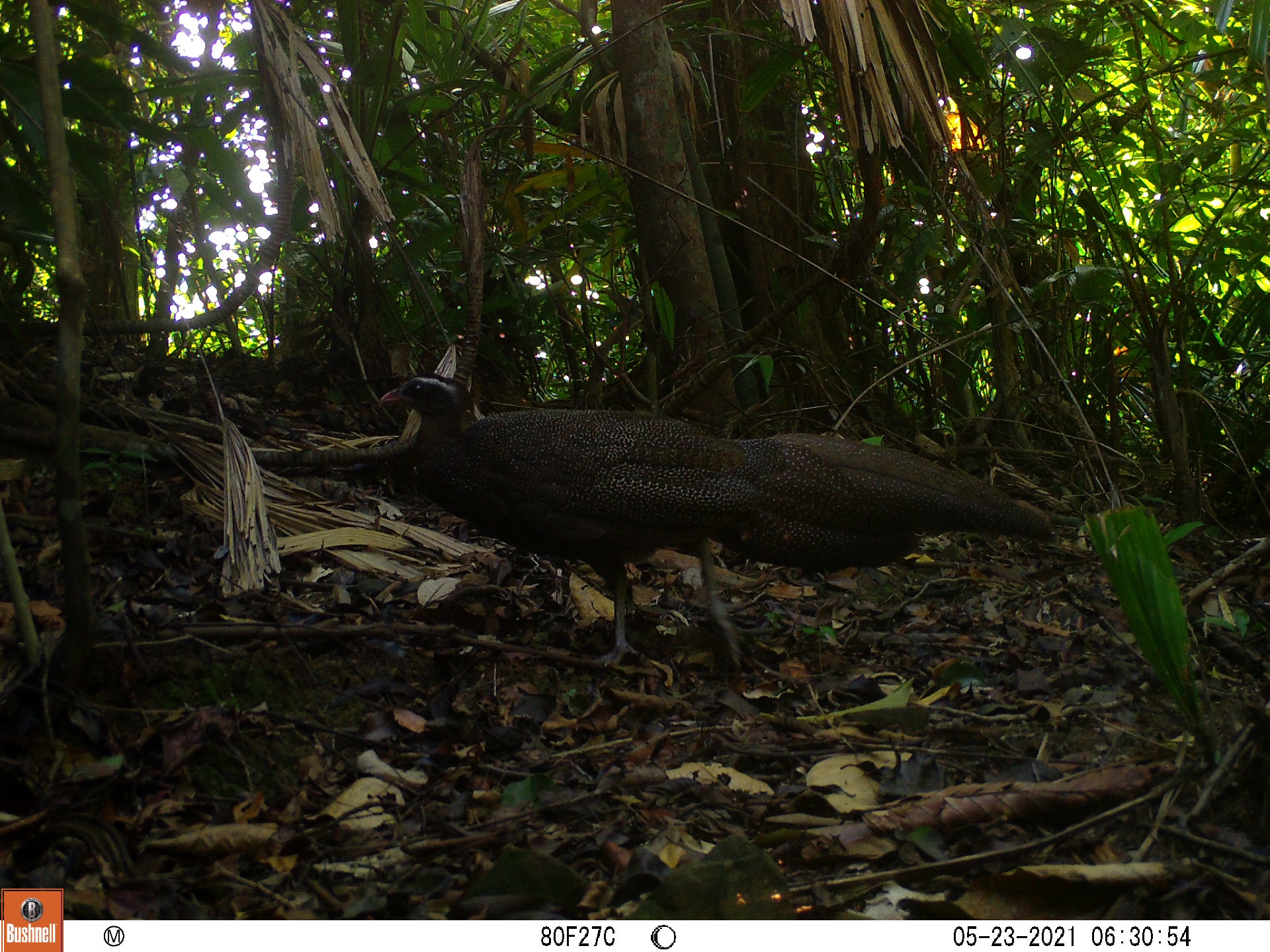 This Vietnamese crested argus (Rheinardia ocellata) was captured at 6:30 am on May 23, 2021 in this photo supplied by the Phong Dien Animal Sanctuary