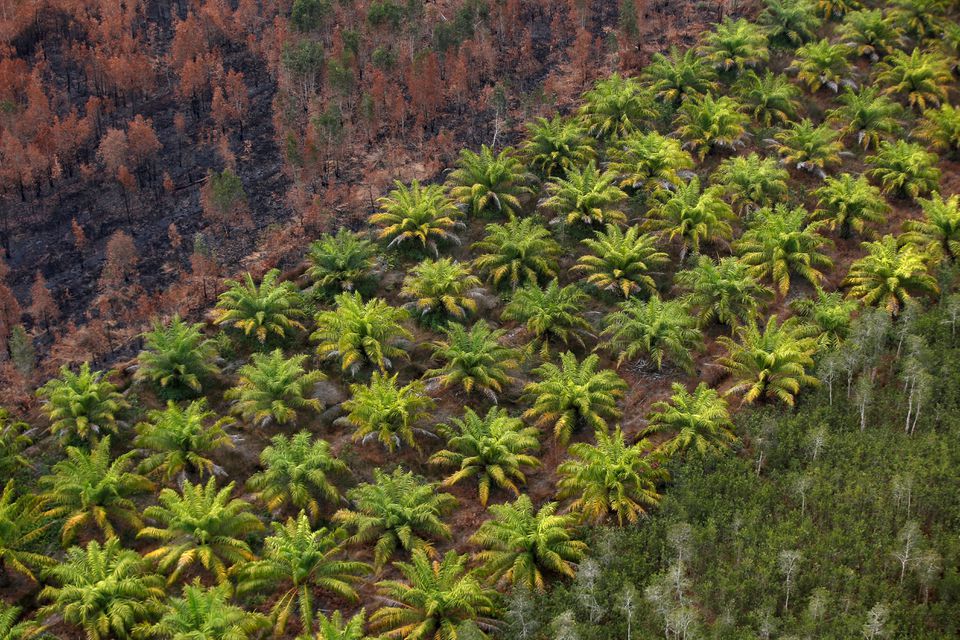 A palm oil plantation is pictured next to a burnt forest near Banjarmasin in South Kalimantan province, Indonesia, September 29, 2019. Photo: Reuters