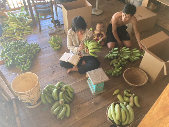 Nguyen Van Nhan and his wife harvest chemical-free bananas. Photo: L. Trang / Tuoi Tre