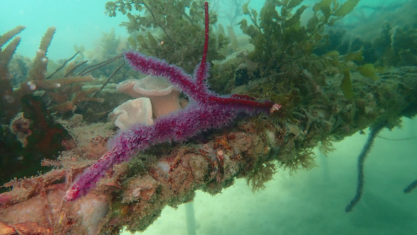 A piece of gorgeous-looking coral grown in Hon Thom Islet seafloor as part of Phu Quoc Island. Photo: Tien Trinh / Tuoi Tre