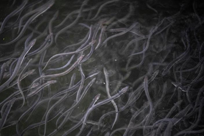 In this photo taken on April 16, 2021, juvenile eels swim at an eel farm in Hamamatsu, Shizuoka prefecture. Photo: AFP