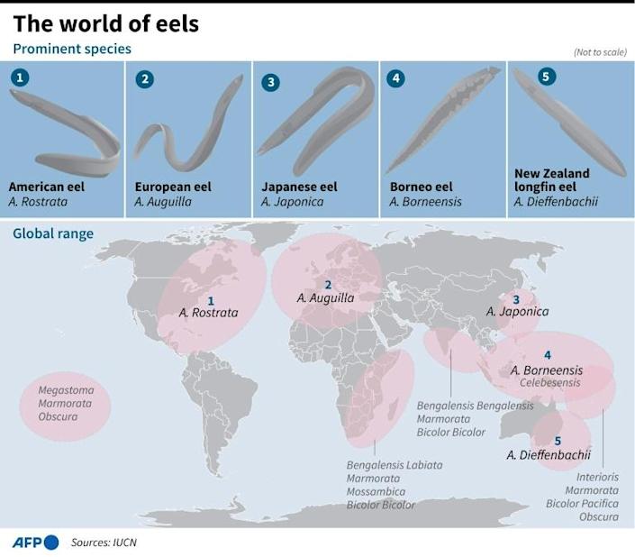 Infographic: AFP