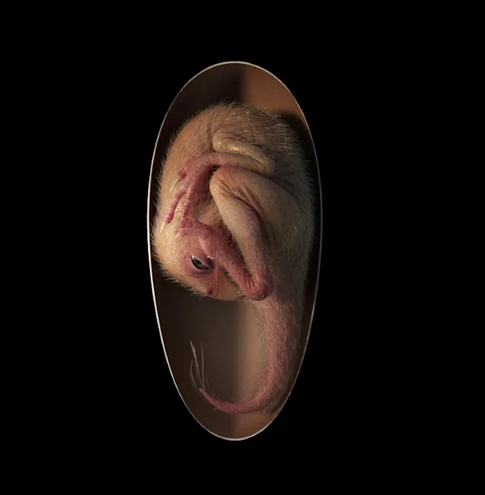 This undated illustration courtesy of Lida Xing and University of Birmingham shows a rendition of a close-to-hatching oviraptorosaur dinosaur embryo, which is based on the new specimen ‘Baby Yingliang’ found in the Ganzhou, Jiangxi Province, southern China. Photo: AFP/Handout