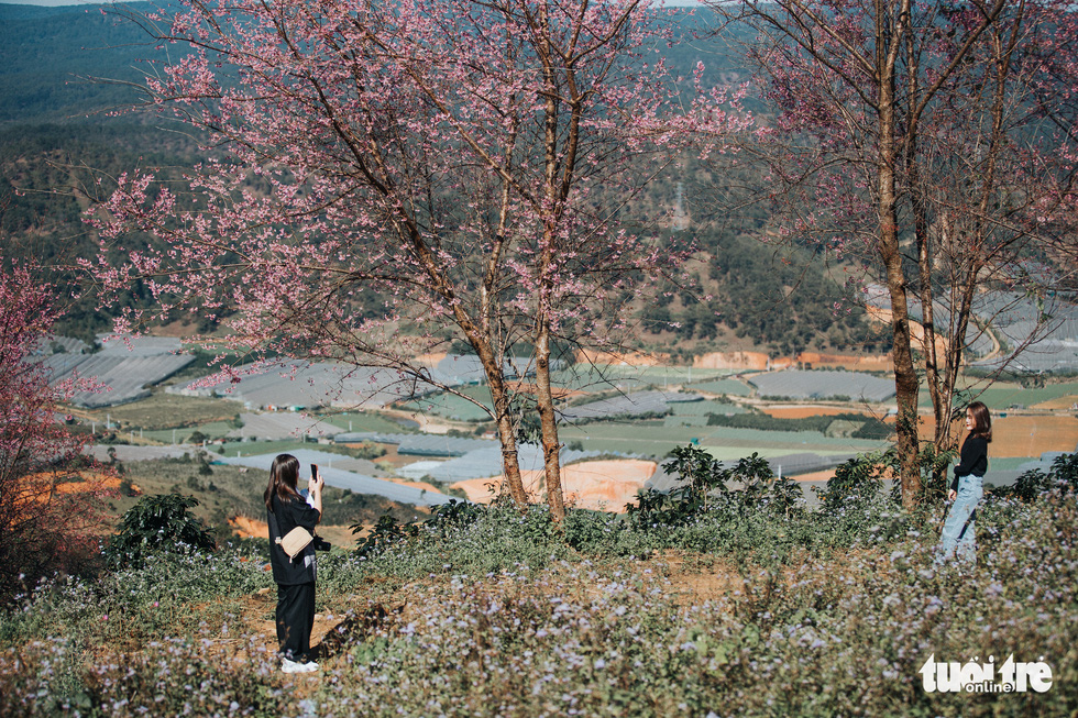 Visitors take pictures with mai anh dao flowers in the outlying area around Da Lat, Vietnam. Photo: Tuoi Tre