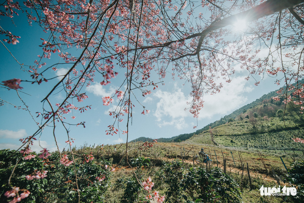 Mai anh dao flowers blossom at the foot of Lang Biang Mountain in the Central Highlands city of Da Lat in late December 2021. Photo: Tuoi Tre