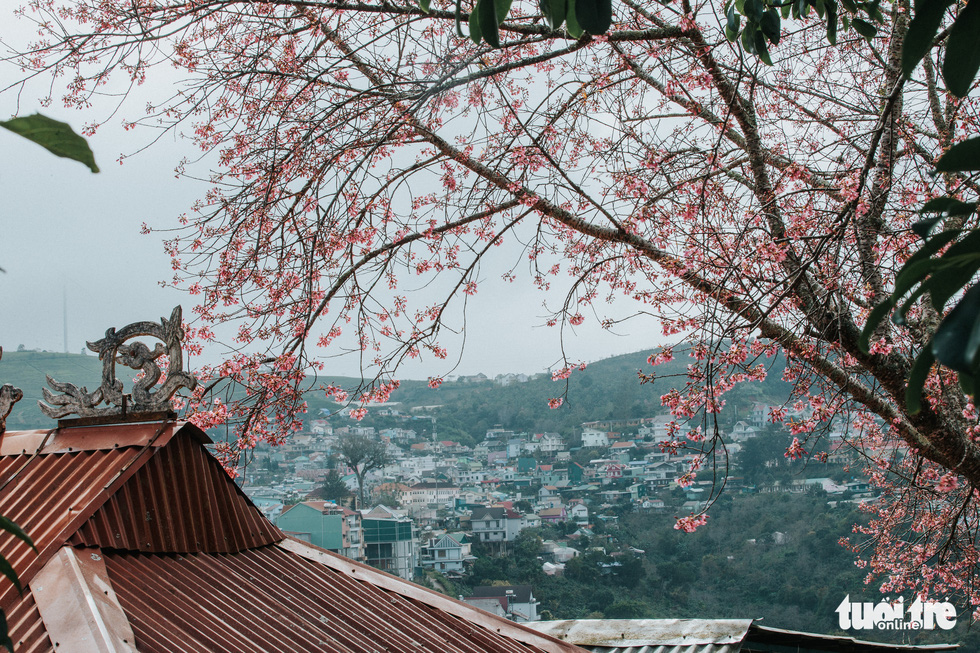 A photo captures a perennial mai anh dao tree in Da Lat. Photo: Tuoi Tre