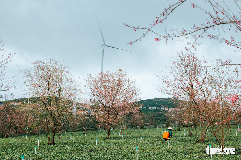 Mai and dao flowers blossom at a tea plantation in Da Lat, Vietnam in late December 2021. Photo: Tuoi Tre