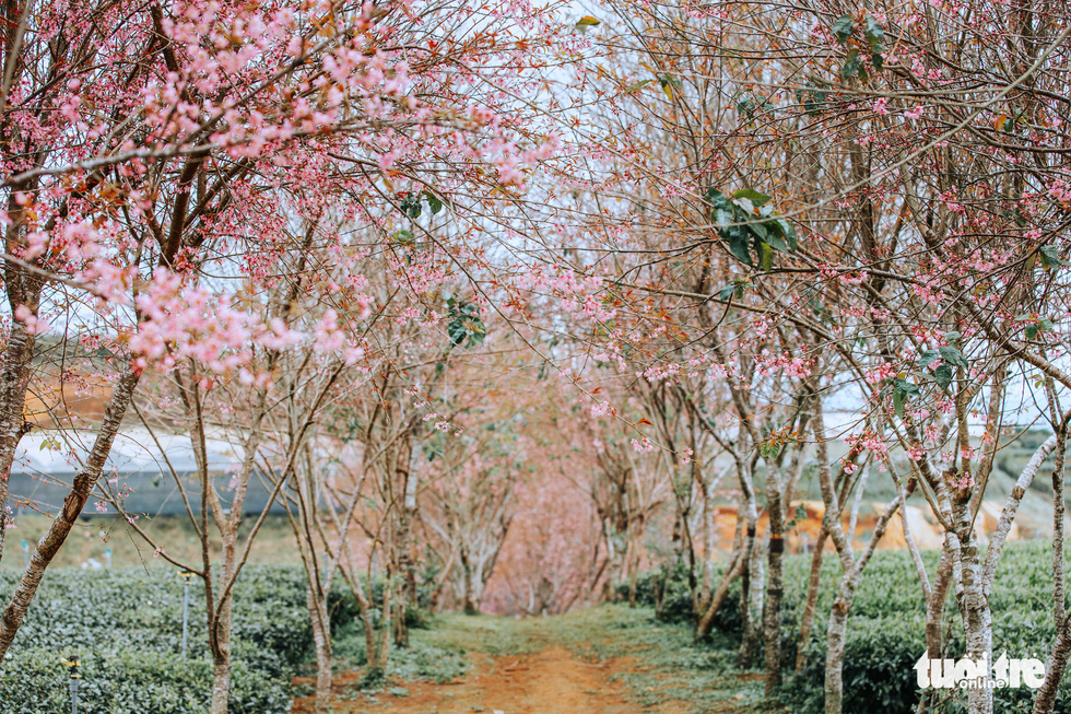 Mai anh dao flowers blossoming along a road to Cau Dat Farm in Da Lat, Vietnam. Photo: Tuoi Tre