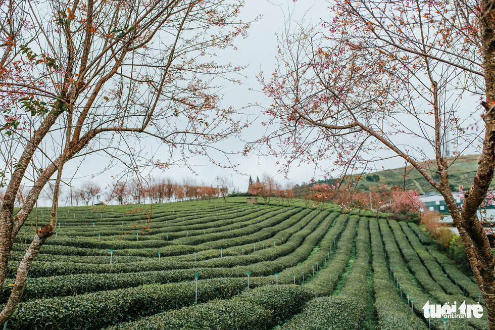Mai anh dao flowers blossom at Cau Dat Farm in Da Lat, Vietnam in late December 2021. Photo: Tuoi Tre