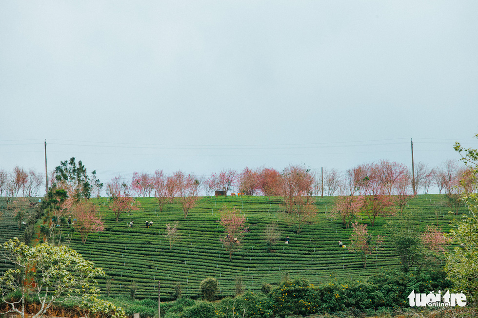 Mai anh dao starts to blossom at Cau Dat Farm in Da Lat, Vietnam in late December 2021. Photo: Tuoi Tre