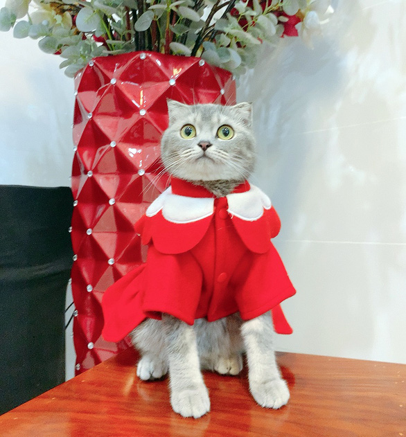 Owners may get clothes and accessories for their pet cats. Photo: Dieu Qui / Tuoi Tre