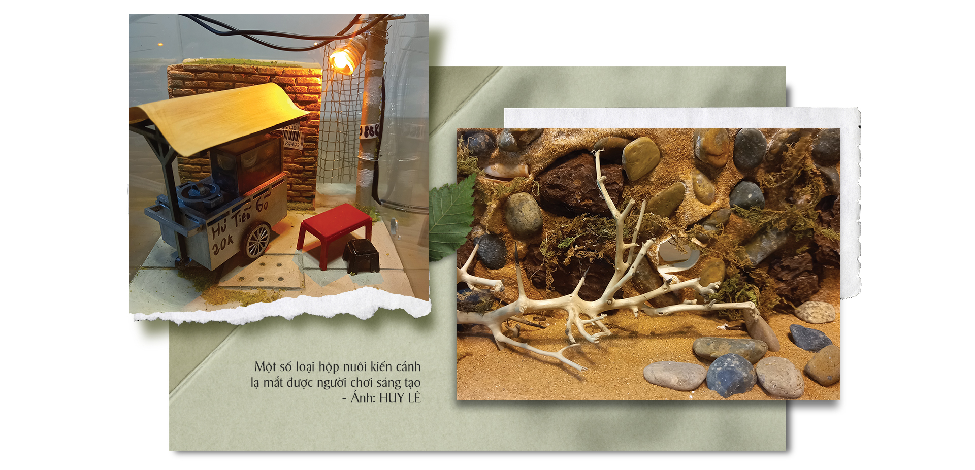 Ant keepers sometimes make highly creative designs for their ant farms. Photo: Huy Le / Tuoi Tre