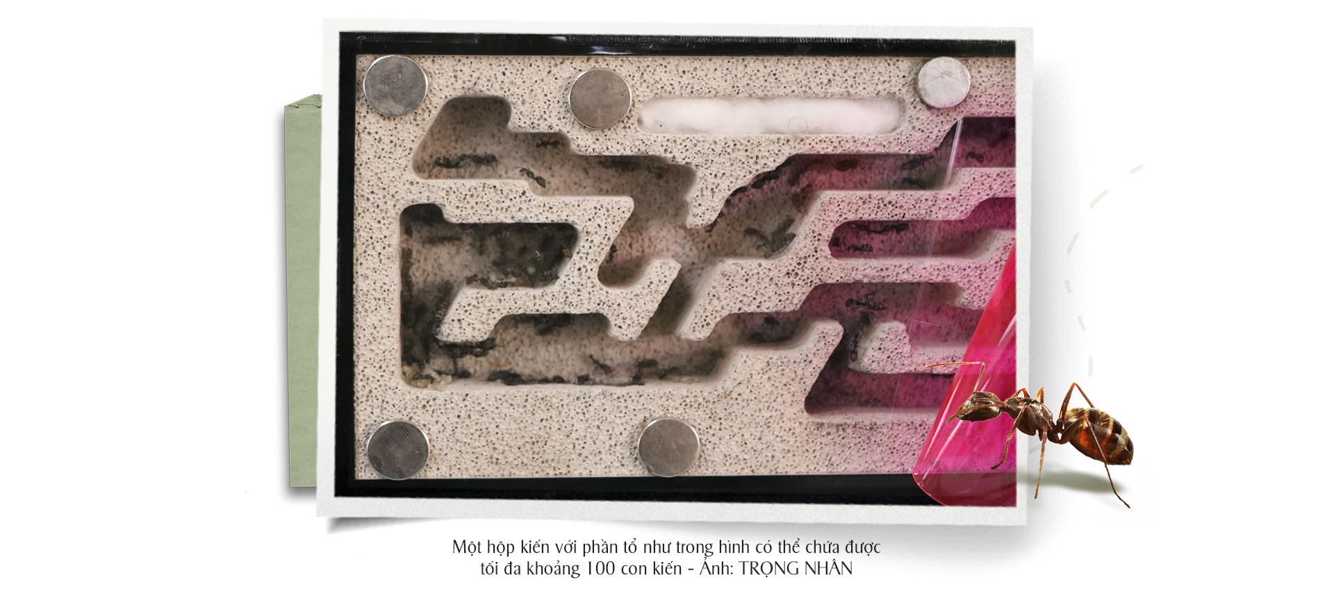 This design of an ant formicarium can hold up to 100 members. Photo: Trong Nhan / Tuoi Tre