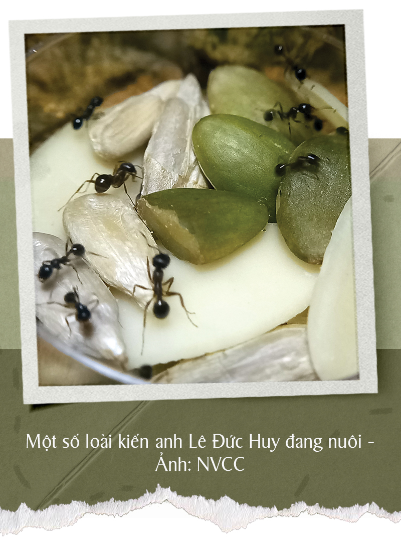 Le Duc Huy owns 10 species of ants, a few of them can be seen in this supplied photo.