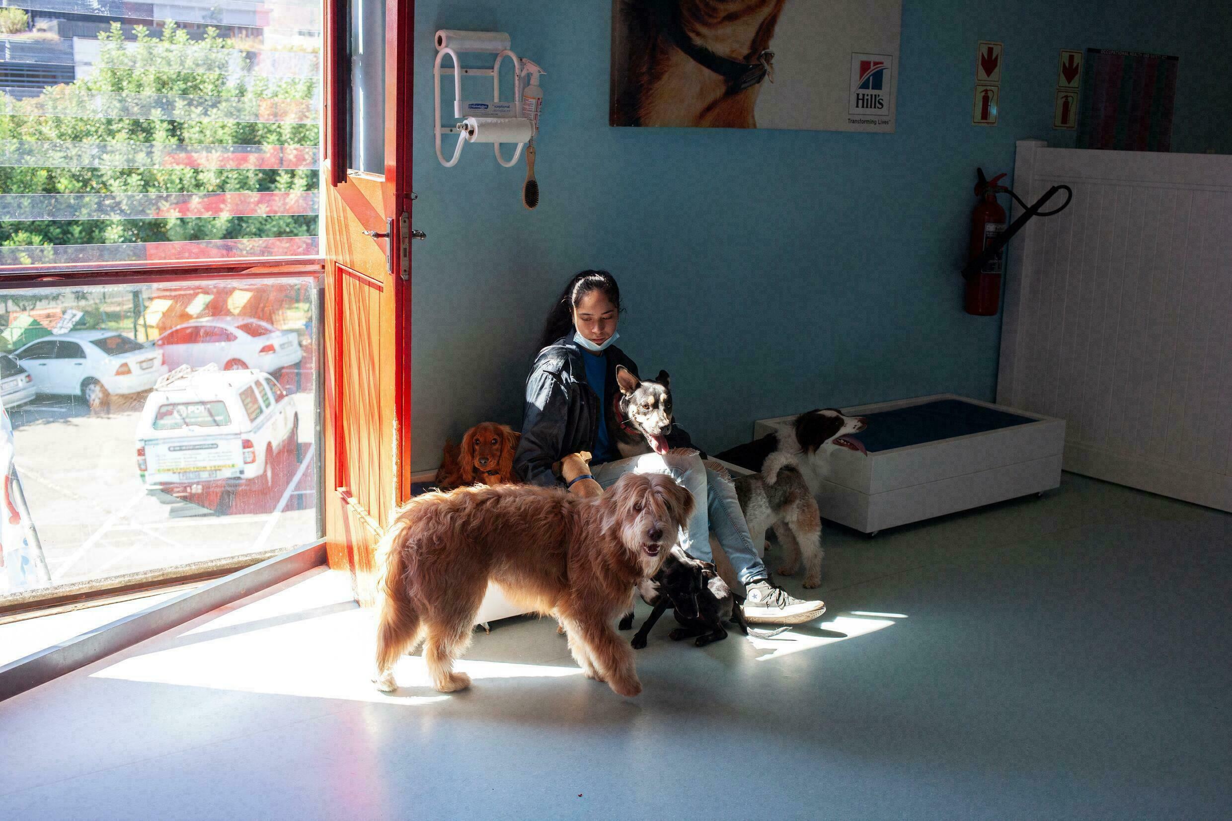 Dogs can stay in the budget section of the hotel, where they hang out together, or have a private 'presidential suite'. Photo: AFP