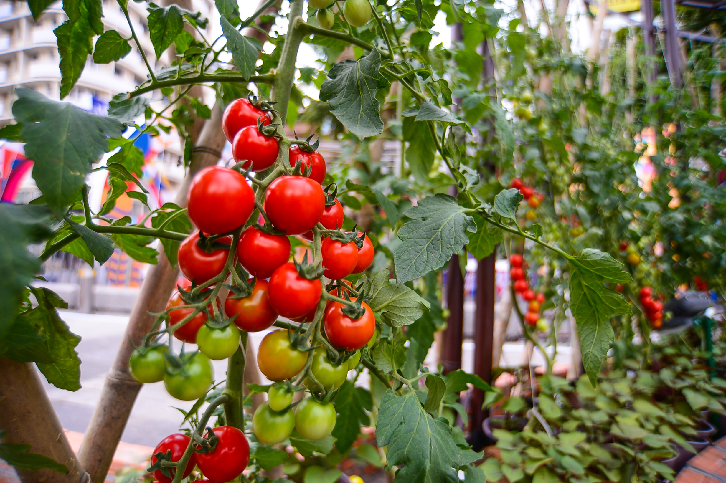 Tomato plants at Nguyen Hue Flower Street in Ho Chi Minh City, January 26, 2022. Photo: Quang Dinh / Tuoi Tre