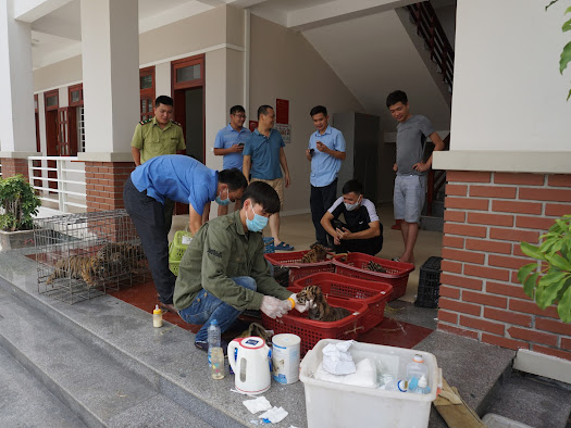 Rescuers check the condition of the tiger cubs in Nghe An Province, Vietnam. Photo: SVW / Le Ngan