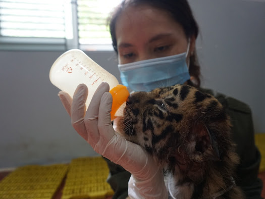 A tiger cub feeds on milk at the rescue center in Pu Mat National Park in Nghe An Province, Vietnam. Photo: SVW / Le Ngan