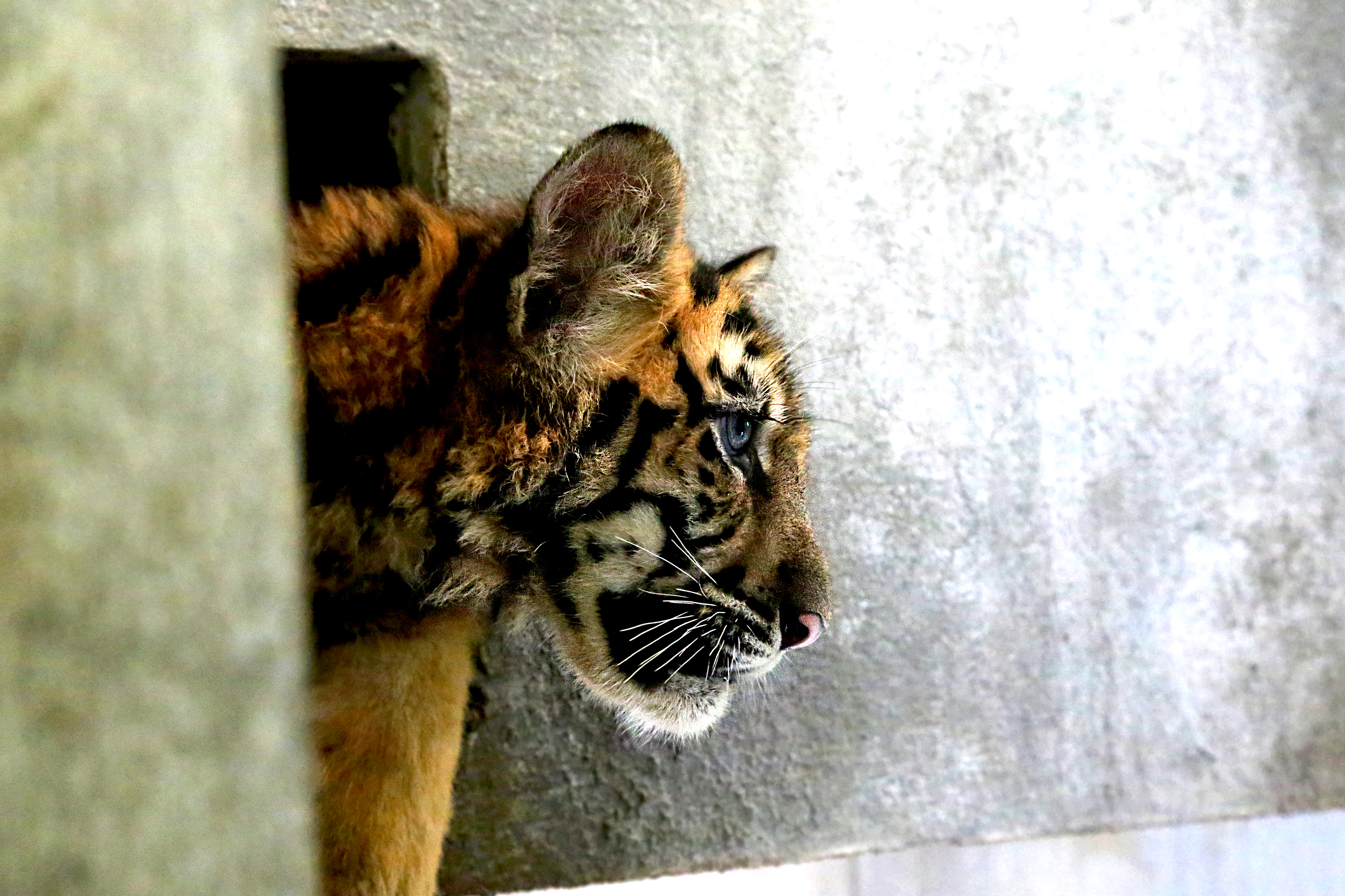 A tiger cub at the rescue center in Pu Mat National Park in Nghe An Province, Vietnam. Photo: SVW / Le Ngan