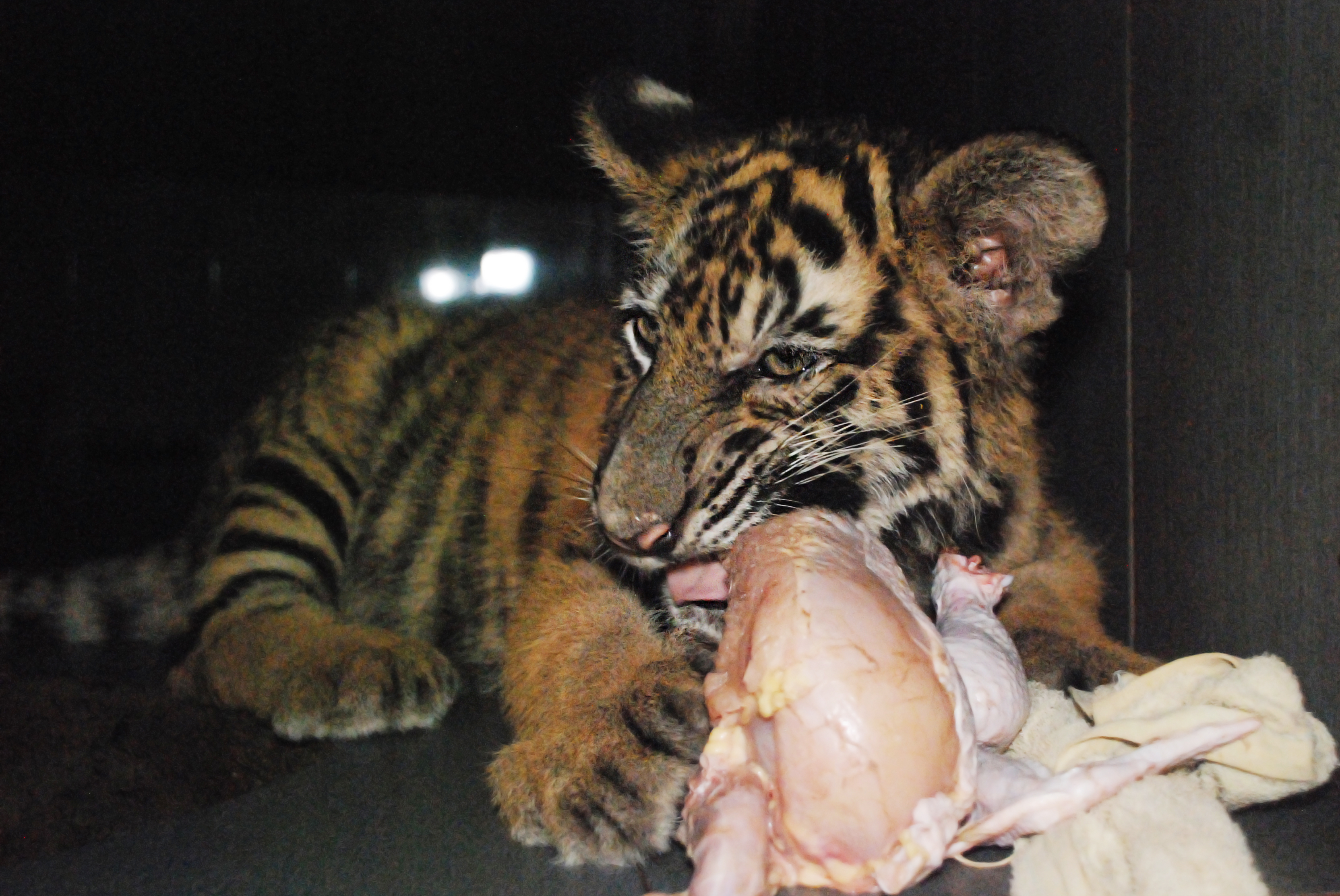 A rescued tiger is fed chicken at Pu Mat National Park in Nghe An Province, Vietnam. Photo: SVW / Le Ngan
