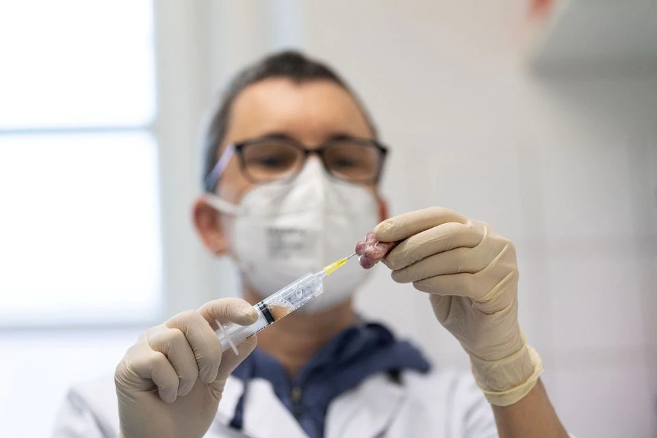 An employee of the Ludwig Maximilian University in Munich (LMU) uses a syringe to take oocytes from the ovaries of pigs at the Badersfeld bog test farm in Oberschleissheim, Germany, January 24, 2022. Photo: Reuters
