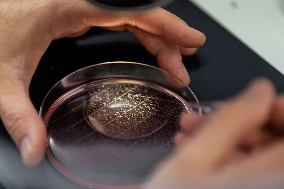 An employee of Ludwig-Maximilians-University Munich sorts oocytes from pigs at the Badersfeld bog test farm in Oberschleissheim, Germany, January 24, 2022. Photo: Reuters