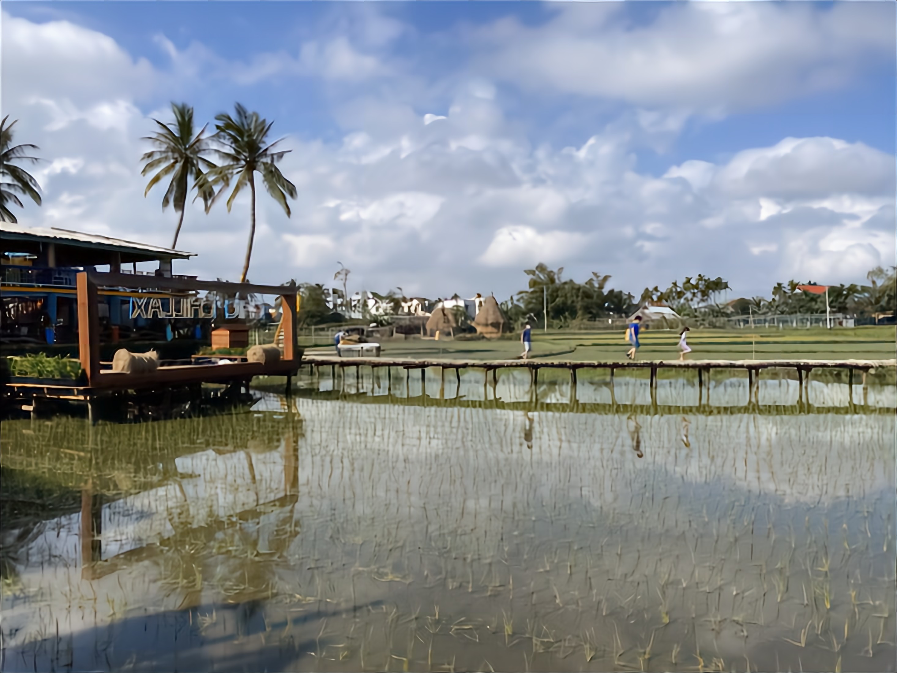 The business model combining a restaurant with a cafe in a rice field has become quite popular in the outskirts of Hoi An city. Photo: B.D. / Tuoi Tre