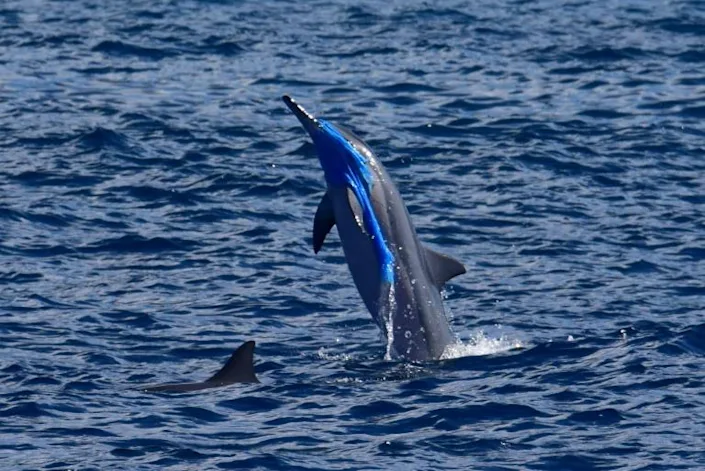 The total weight of plastic on Earth is now four times the biomass of all living animals. Photo: AFP