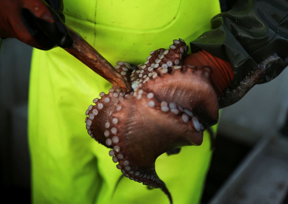 Fisherman Pedro Cervino, 49, stands on his boat called Olga, while he kills the octopus with a wooden stick inside of its mouth after fishing it with pots, at estuary of Ferrol in Mugardos, in Galicia, northwestern Spain February 7, 2022. Photo: Reuters