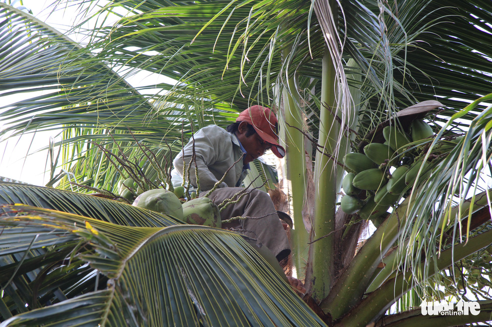 This image shows Nguyen Van Nui cleaning a coconut tree to protect it from damage by pests.