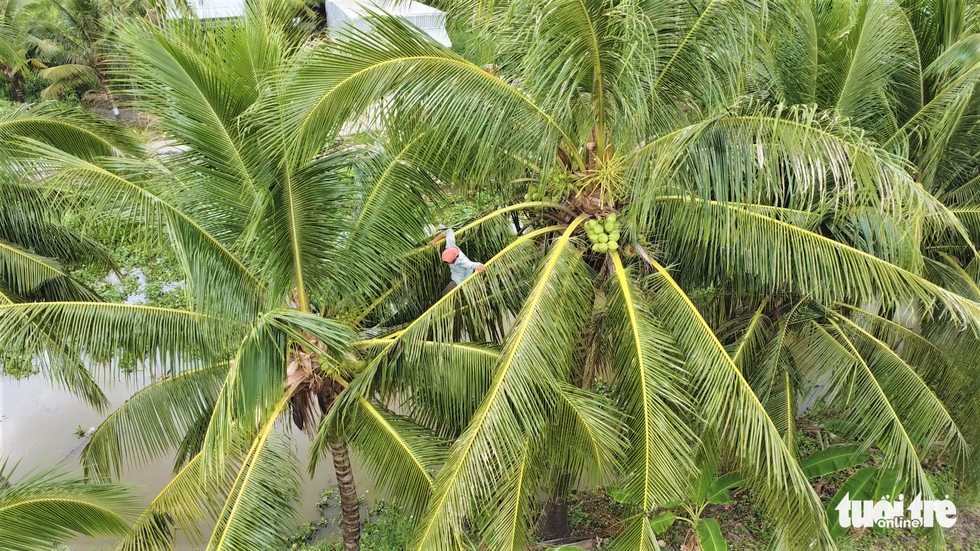 This image shows Nguyen Van Nui moving from one coconut tree to another at a distance of four meters easily.