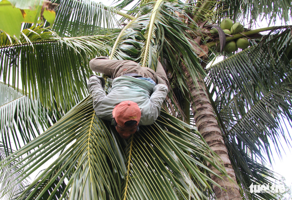 Nguyen Van Nui is seen moving down a coconut tree by clinging on coconut leaves skillfully in this photo.