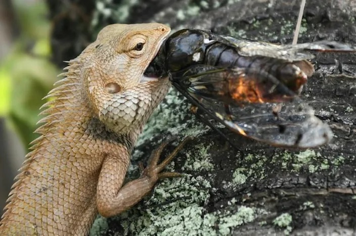 Reptiles are particularly important in keeping insect populations in check. Photo: AFP