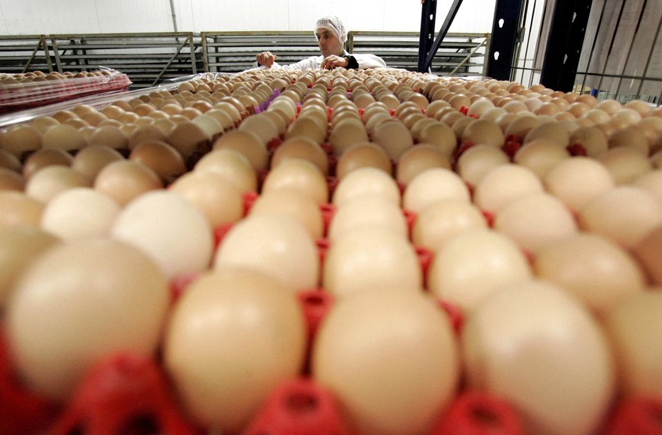 An employee of a poultry farm examines eggs in Volnay, western France February 23, 2006. Photo: Reuters