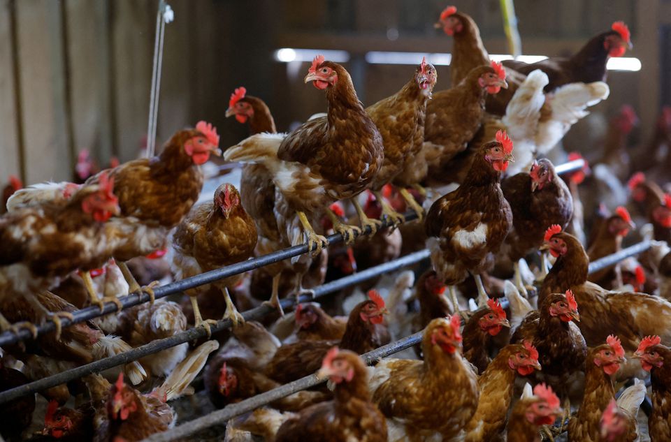 Egg-laying hens are seen at an organic poultry farm in Corcoue-sur-Logne, France, April 13, 2022. Photo: Reuters