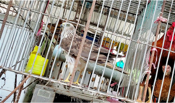 A Malaysian hawk is up for sale at Tan Hung Market in Long An. Photo: D.Qui / Tuoi Tre