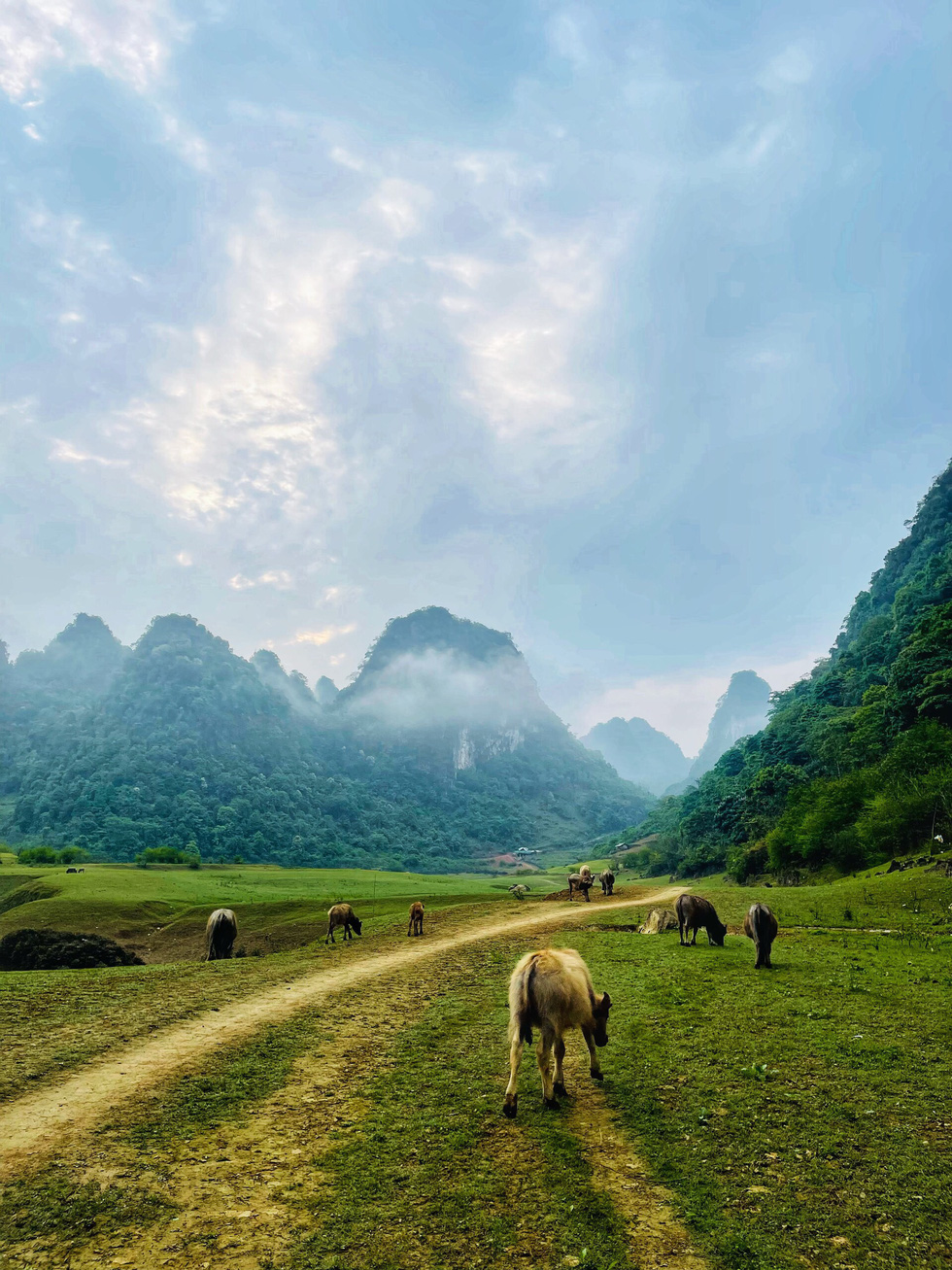 Cattle graze in Cao Bang Province, northern Vietnam. Photo: Ly Dao Huy / Tuoi Tre