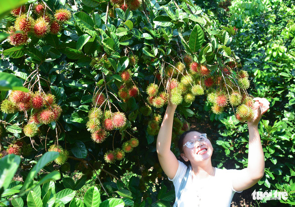 A tourist picks rambutans at an orchard in Long Khanh City, Dong Nai Province, Vietnam. Photo: Duc Trong / Tuoi Tre
